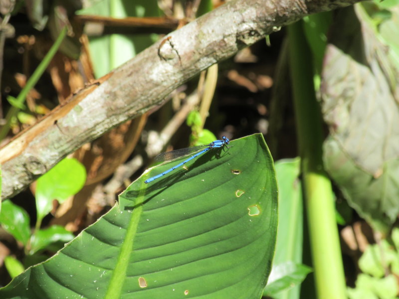 Blue dragonfly