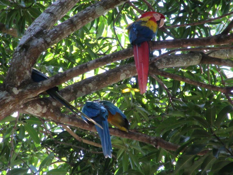 Macaws