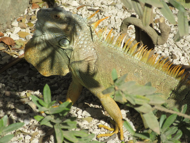 Green iguana