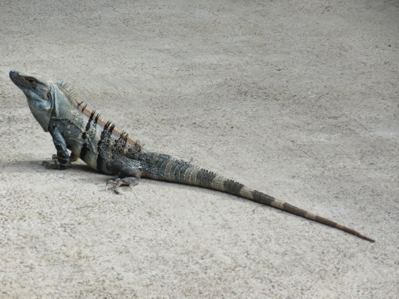 Iguana at our hotel