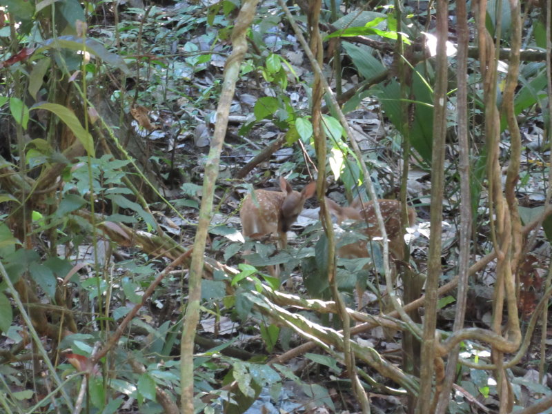 Little spotted deer