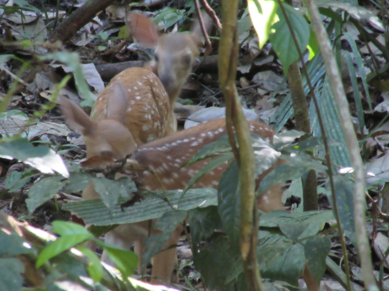 Spotted deer
