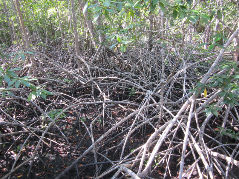 Mangroves