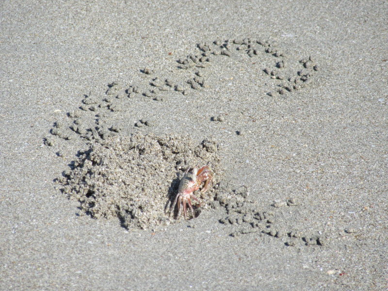 Industrious crab