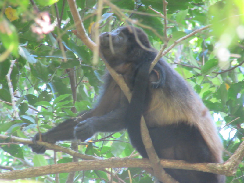 Mantled howler monkey