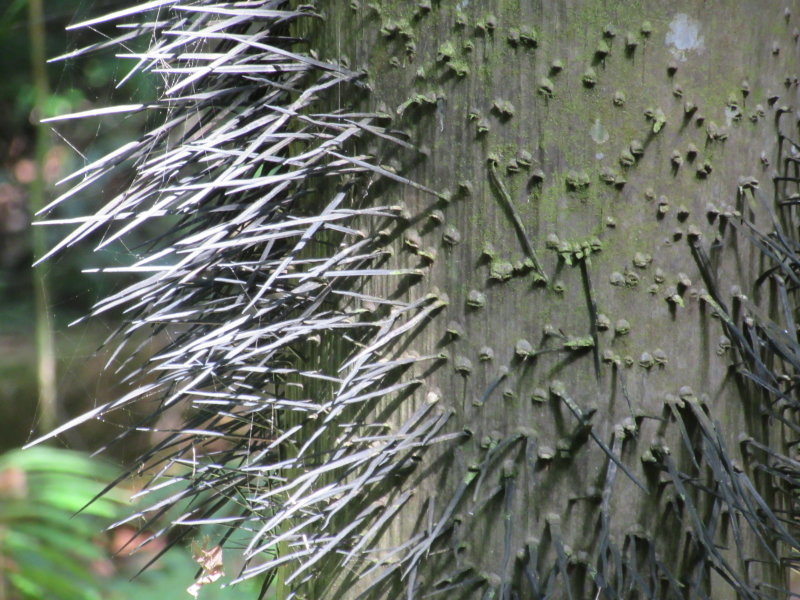 Spikey trunk