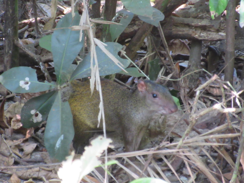 Agouti