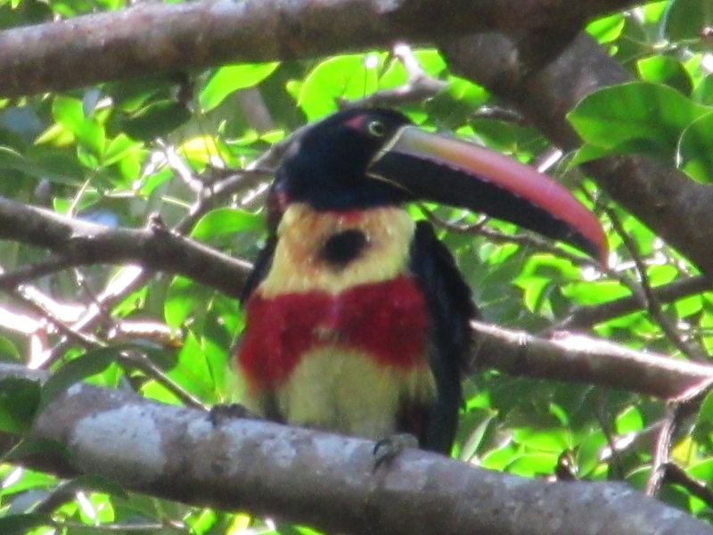 Fiery-billed toucan