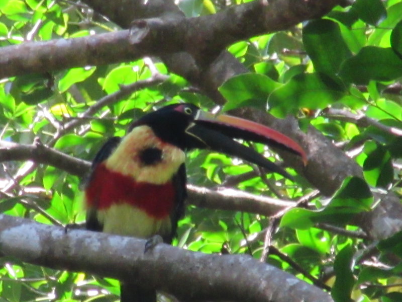 Fiery-billed toucan