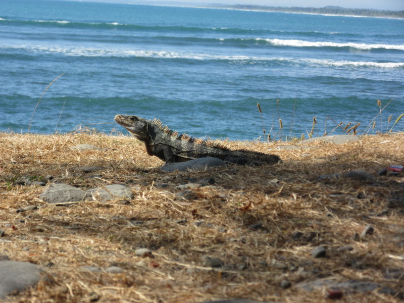 Iguana and waves