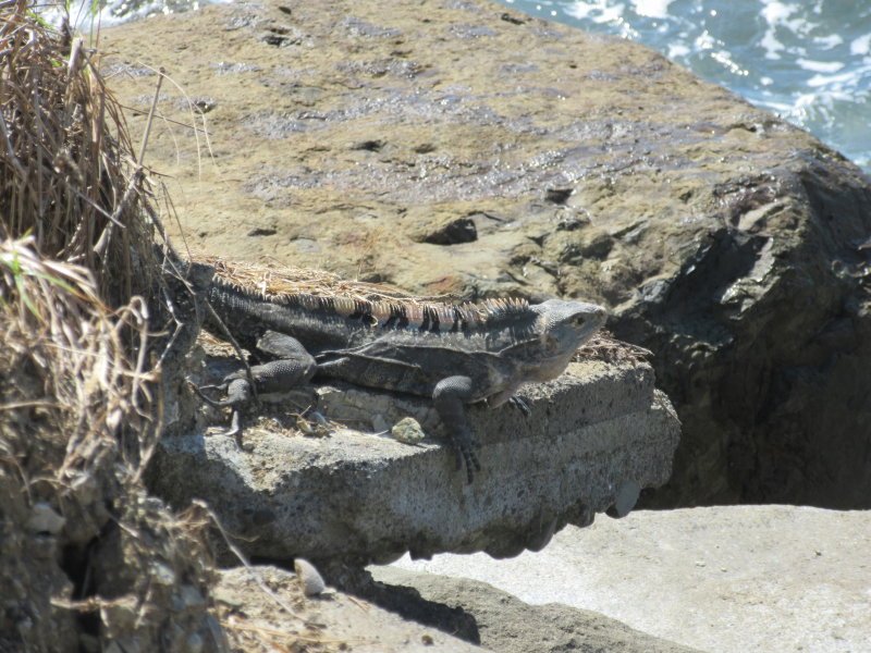 Iguana basking in the sun