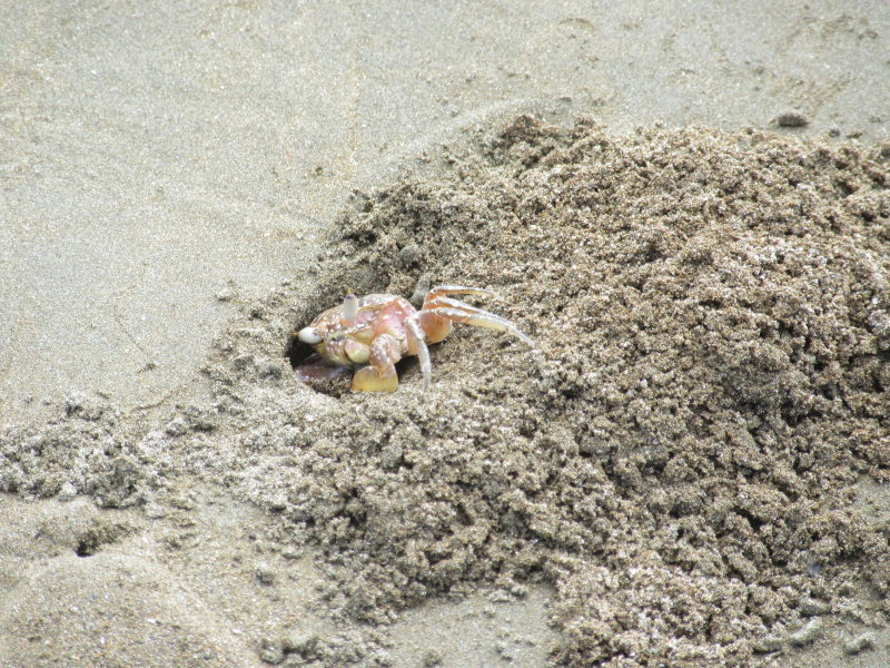 Busy crab