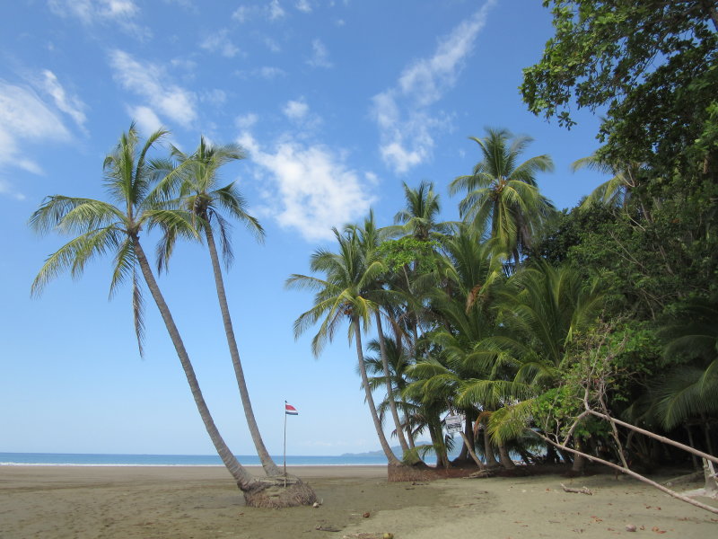 Palm trees