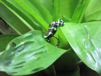 Poison dart frog?