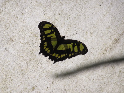 Malachite butterfly