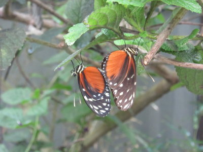 Copulating butterflies