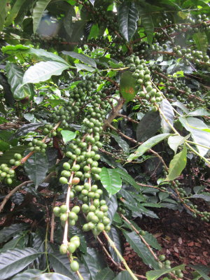 Coffee growing