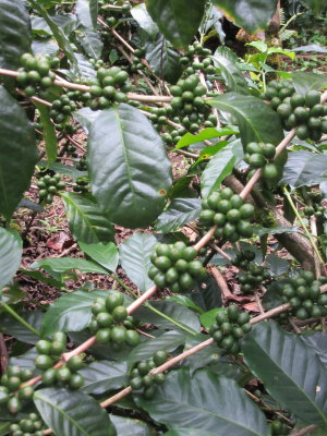 Different types of coffee - cherries in clusters