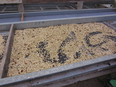 Drying the beans