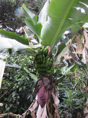 Banana tree - helps with the shade