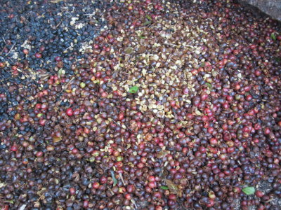 Cherries that did not pass the grade - used as compost