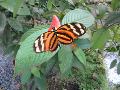 Tiger butterfly