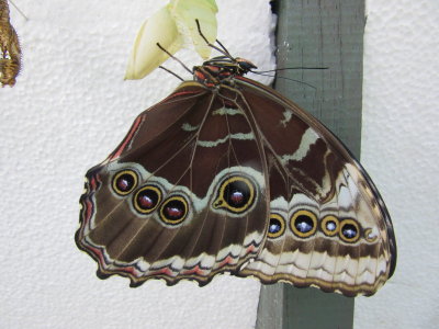 Newly emerged  and drying its wings