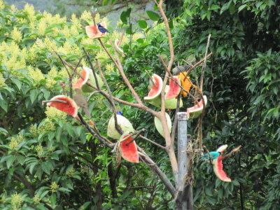 Beautiful coloured birds