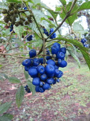 Deep blue berries