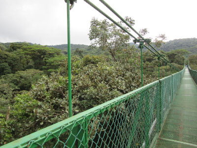Hanging bridge - across the top of the canopy