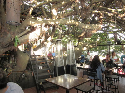 Tree House cafe