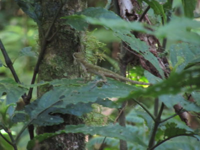Monteverde Reserve - wee lizard