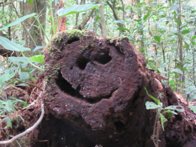 Happy tree trunk