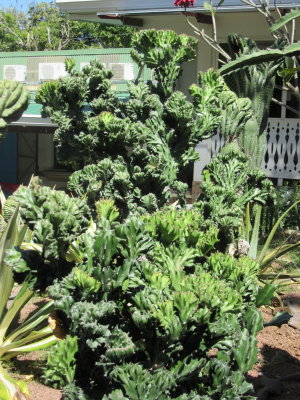 Cactus - looks like broccoli
