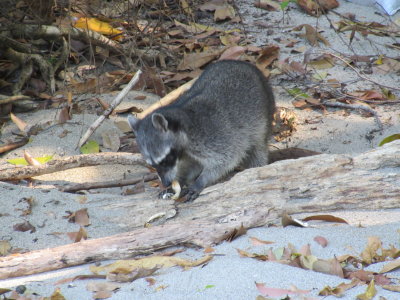 Look out little crabs - it's a crab eating raccoon