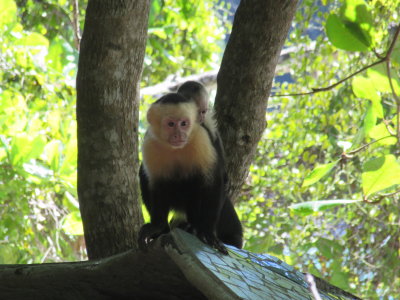 White-faced capuchin monkey & baby