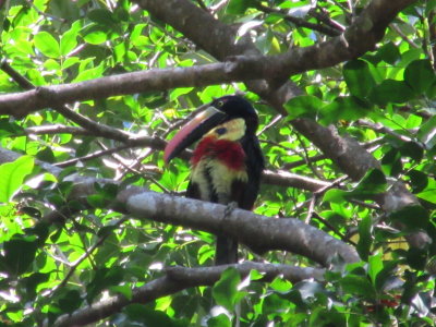 Fiery-billed toucan (aracari)