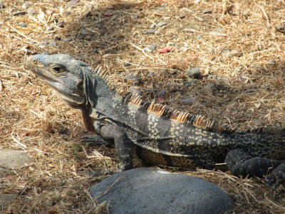 Iguana on the Quepos seafront