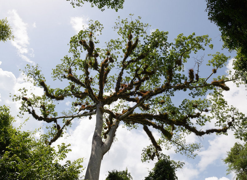 Ceiba tree