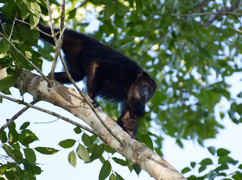 Howler monkey, Chaa Creek