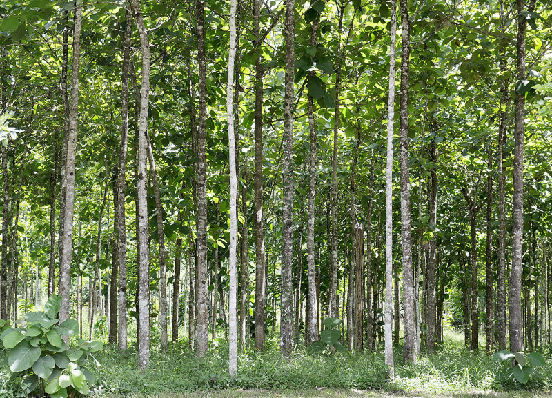 Teak plantation