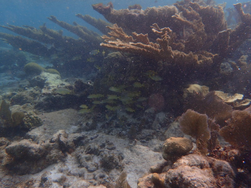 Elkhorn coral