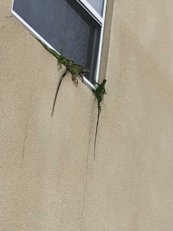 Iguanas