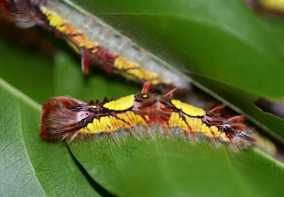 Blue Morpho caterpillar