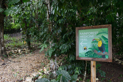 Chaa Creek medicine trail