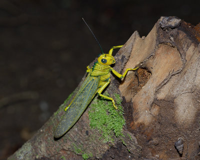 Cool cricket