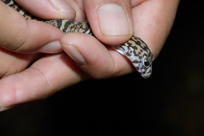 Yucatan Banded Gecko