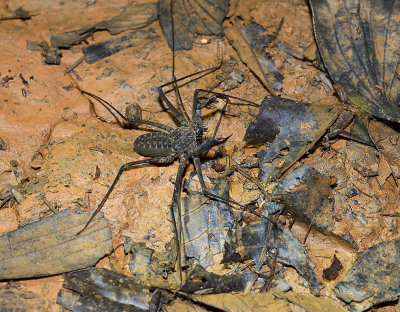 Tail-less whip scorpion