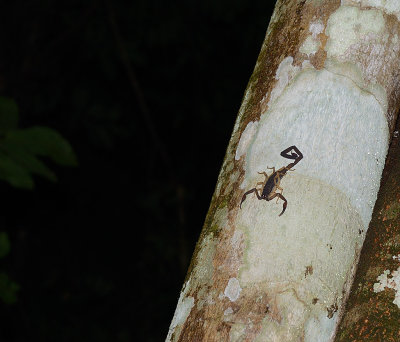 Scorpion on night walk
