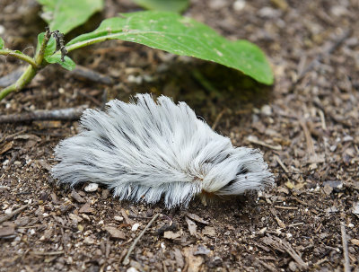 Hairy feathered caterpillar